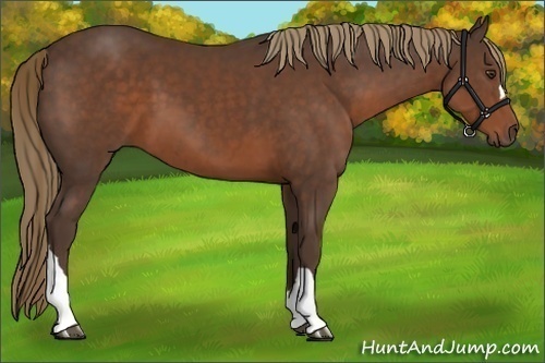 Horse Color:Liver Chestnut 