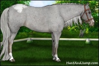 Horse Color:Liver Red Roan Sabino Appaloosa 