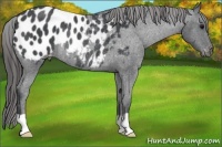 Horse Color:Blue Roan Appaloosa Rabicano 