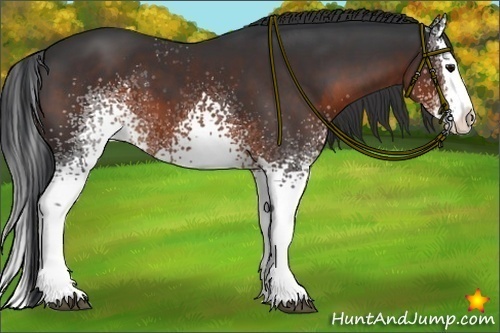 Horse Color:White Spotted Brown Splash 