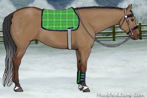 Horse Color:Bay Dun