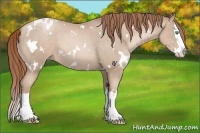 Horse Color:White Spotted Smoky Blue Roan Pearl Splash