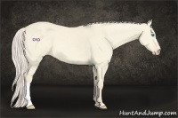 Horse Color:Cremello Dun 