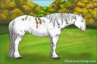 Horse Color:White Spotted Chocolate Palomino Appaloosa and Brown Sabino Appaloosa