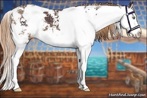 Horse Color:Gold Champagne Ice Sabino Splash