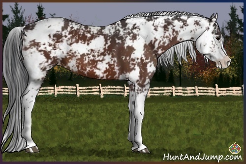 Horse Color:Bay Sabino