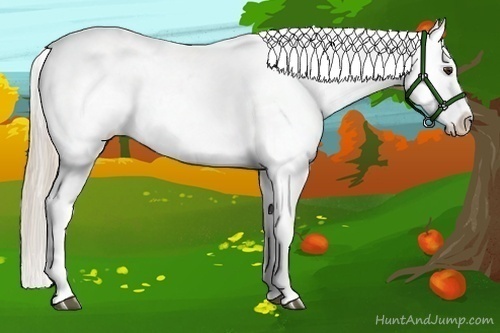 Horse Color:Chocolate Palomino Appaloosa 