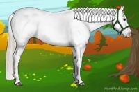 Horse Color:Chocolate Palomino Appaloosa 