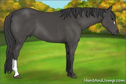 Horse Color:Smoky Black 
