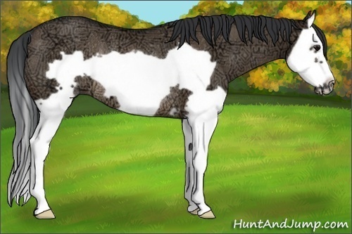 Horse Color:Brown Ice Dun Splash Frame Rabicano 