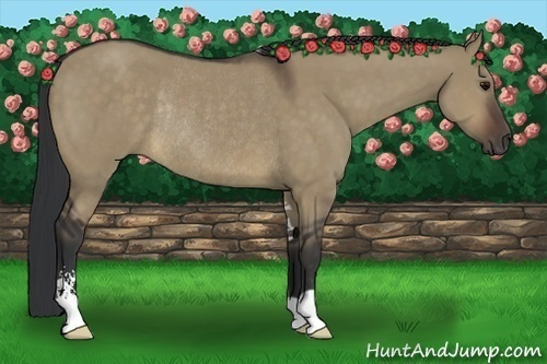 Horse Color:Brown Dun Sabino Rabicano