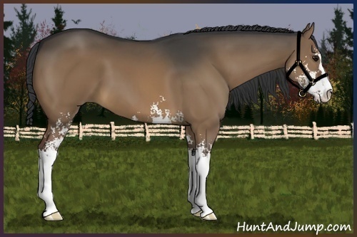 Horse Color:Brown Dun Sabino