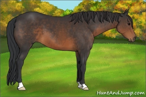 Horse Color:Brown 