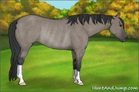 Horse Color:Grullo Rabicano 