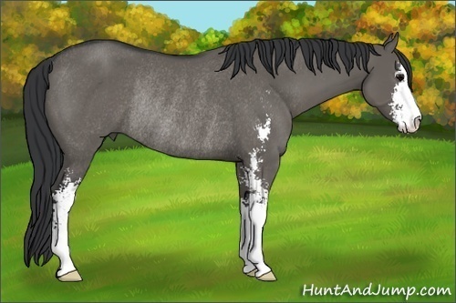 Horse Color:Grullo Sabino Rabicano