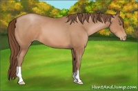 Horse Color:Bay Pearl
