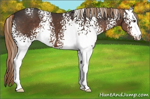 Horse Color:White Spotted Liver Chestnut