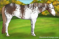 Horse Color:White Spotted Liver Chestnut 