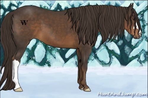 Horse Color:Liver Chestnut 