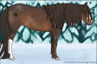 Horse Color:Liver Chestnut 
