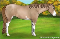 Horse Color:Liver Chestnut Pearl Sabino 