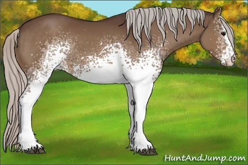 Horse Color:White Spotted Silver Brown