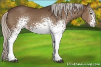 Horse Color:White Spotted Silver Brown