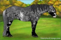 Horse Color:Black Ice Sabino Rabicano 