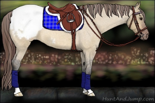 Horse Color:Bay Roan Dun Appaloosa 