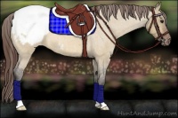 Horse Color:Bay Roan Dun Appaloosa 