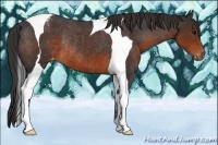 Horse Color:Brown Tobiano Appaloosa Rabicano 