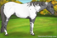 Horse Color:Smoky Black Tobiano Appaloosa 