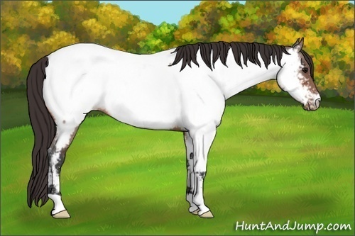 Horse Color:Bay Roan Appaloosa