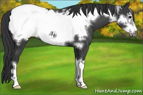 Horse Color:Black Frame Appaloosa