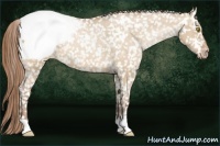 Horse Color:Bay Pearl Dun Appaloosa 