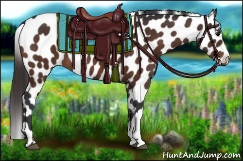 Horse Color:Bay Appaloosa 