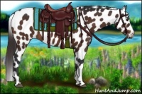 Horse Color:Bay Appaloosa 