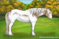 Horse Color:White Spotted Silver Grullo Tobiano 