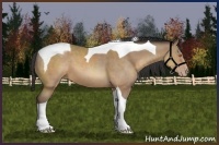 Horse Color:Sable Champagne Tobiano