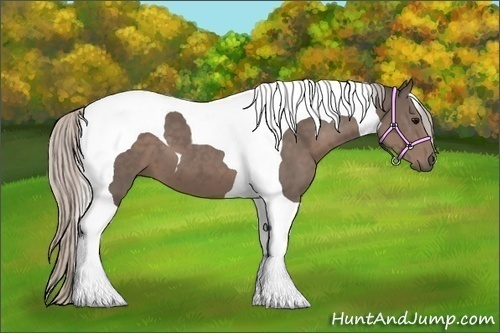 Horse Color:Silver Black Tobiano