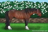 Horse Color:Bay Rabicano