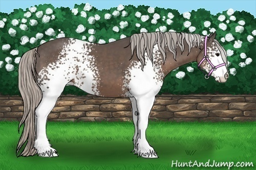 Horse Color:White Spotted Silver Black 