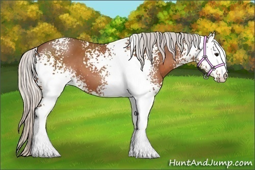 Horse Color:White Spotted Silver Bay 