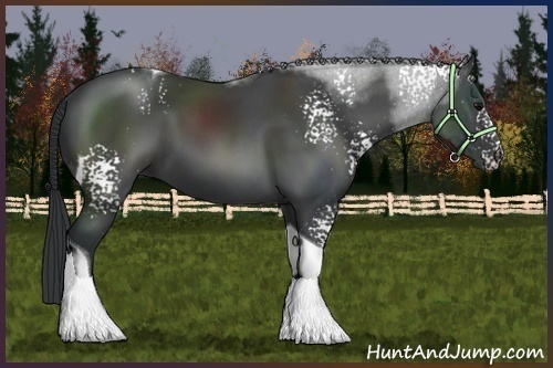 Horse Color:White Spotted Black Tobiano 