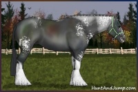 Horse Color:White Spotted Black Tobiano 