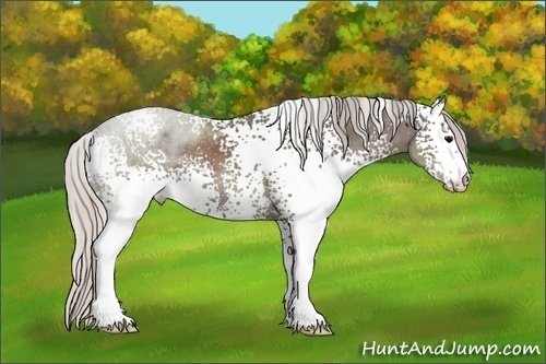 Horse Color:White Spotted Silver Black 