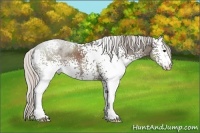 Horse Color:White Spotted Silver Black