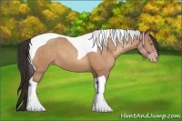 Horse Color:Amber Champagne Tobiano