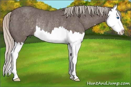 Horse Color:Silver Blue Roan Sabino Splash Rabicano 