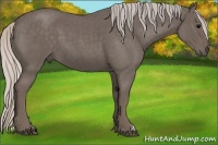 Horse Color:Silver Blue Roan